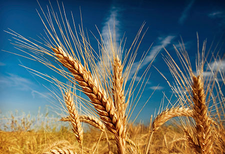 Gluten free diets for those who suffer from celiac disease
