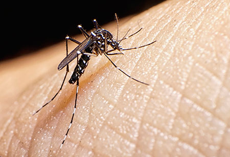 HonorHealth - Zika Virus - What you need to know