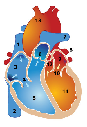 How the Heart Works | HonorHealth