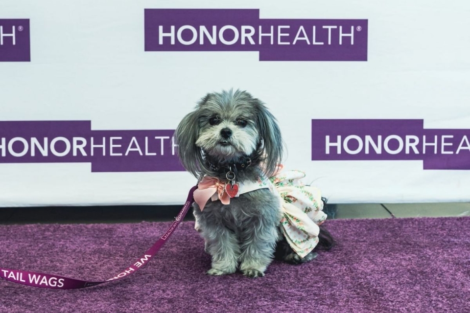 Mia, a local therapy dog, poses for photo at HonorHealth's WPLC event.