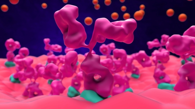 Neuromuscular junction in myasthenia gravis